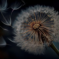 fleur de pissenlit, accès rubrique Accueil des Alchimistes en Herbes