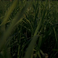 Herbe type pelouse en gros plan, accès rubrique Actualités des Alchimistes en Herbes