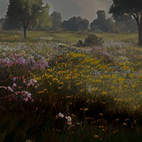 prairie fleurie vue d'ensemble, accès rubrique Plantes des Alchimistes en Herbes