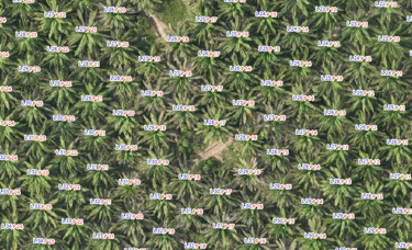 palms inside the cultivation with nomenclature