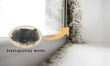 Black Stachybotrys mold growing on a window frame and wall due to water damage and condensation.