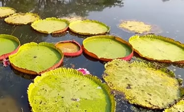 Botanical Garden, Kolkata