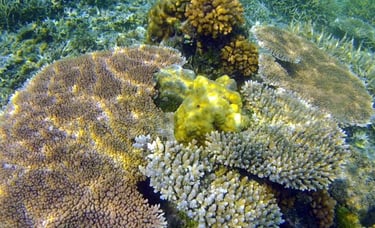 Swim with vibrant coral reefs and marine life on your Palawan expedition tour