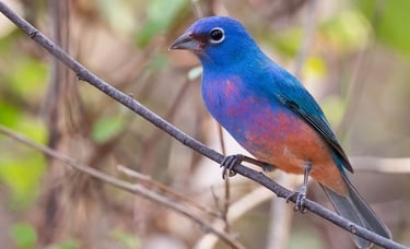 A Rose-bellied Bunting bird perches on a branch in La Sepultura Reserve in Chiapas