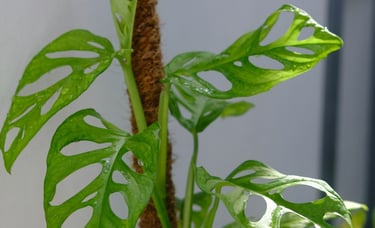how to fix common problems with moss poles