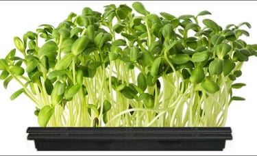 a mini tray of live sunflower micro greens.