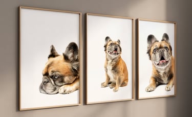 cuadros de mascotas perro con fotografía en bogota pneuma colombia