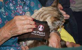 Therapy cat wearing a Pet Partners ves.