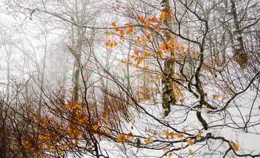 a snow covered forest with a red umbrella of autumn