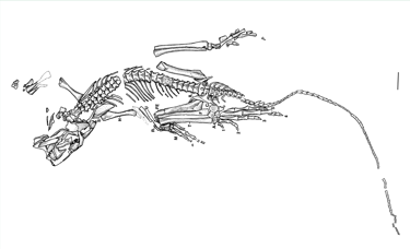 Eudbamus skelett zeichnung
