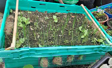 Leeks growing in a discarded supermarket tray