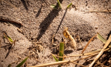 une menthe religieuse en gros plan sur le sol du Botswana