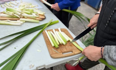 récolte de quenouilles