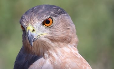 This is the Cooper's Hawk that sparked my interest in birding.