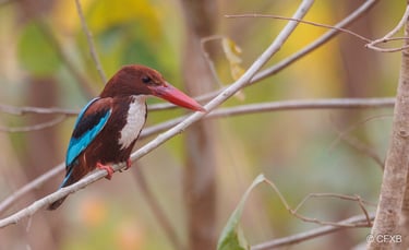 white thoated  kingfisher near mohana river