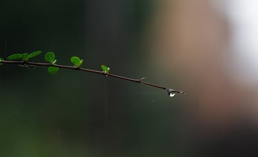 Se préparer au deuil et après, trouver des ressources à travers  le soutien 