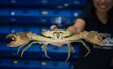 vietnamese mud crabs