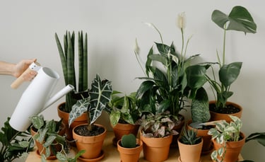Group of houseplants being top watered with a watering can