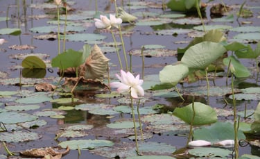 nenuphar in Badalaiya lake