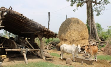 tharu village