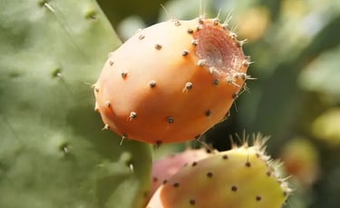 Cactus fruit and extract used in beauty treatments to hydrate skin and boost collagen.