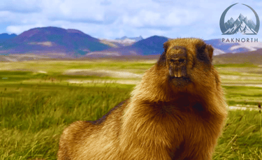 Marmot at deosai national park