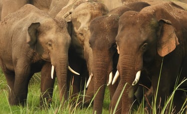 elephants in Bardiya jungle