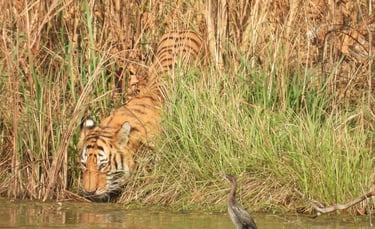 tiger drinking in Bardiya jungle