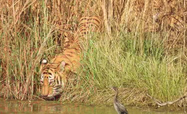 tiger drinking in the bardiya jungle
