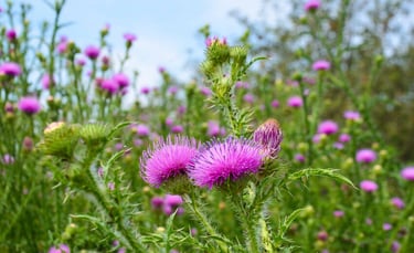 milk thistle farm