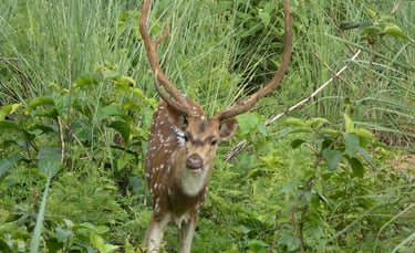 spotted deer in Bardiya