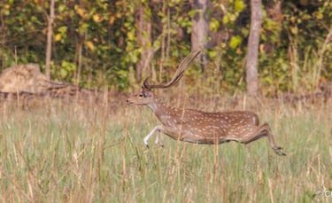 galloping deer in Bardia National Park