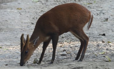 Barking deer in Bardia
