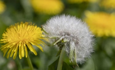 dandelion