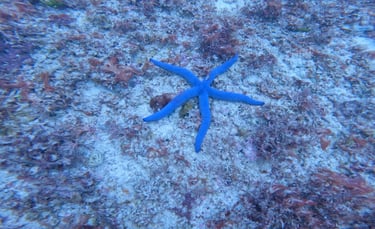 a blue starfish starfish in the ocean