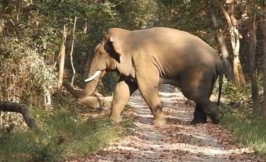 elephant crossing the track in Bardia National Park