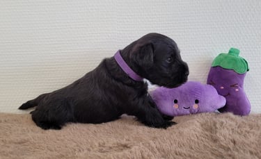 Bébé Schnauzer nain