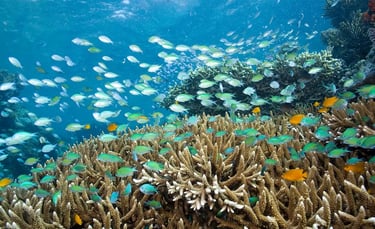 Menjangan Island