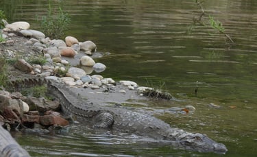 crocodile in bardiya park