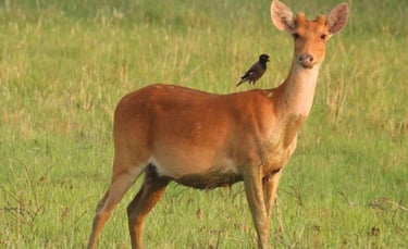 deer in Bardia National Park