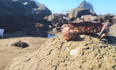 CA Coast - A crab on a rock at the Wilson Creek Beach in Klamath
