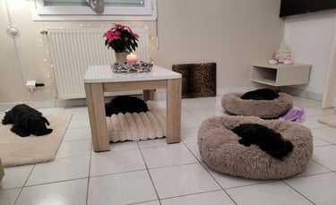 Elevage des Diamants Noirs d'Also