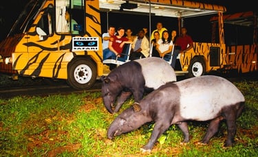 Bali Safari Night Safari