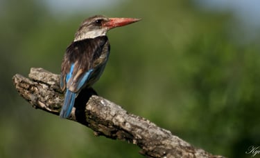 Brown hooded Kingfisher