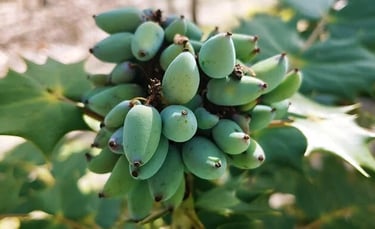 Huntsville, AL - An interesting plant at the Japanese Gardens in Monte Sano Park