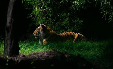 Bali Safari Night Safari