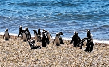 pinguono de magallanes