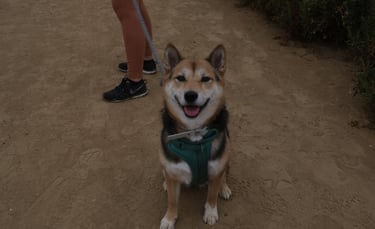 Shiba Inu Dogs Hiking, Palos Verdes Hike, Point Vicente Beach Walk