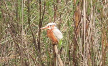 albinos kingfisher