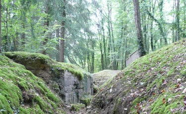 a narrow path with mossy green leaves
